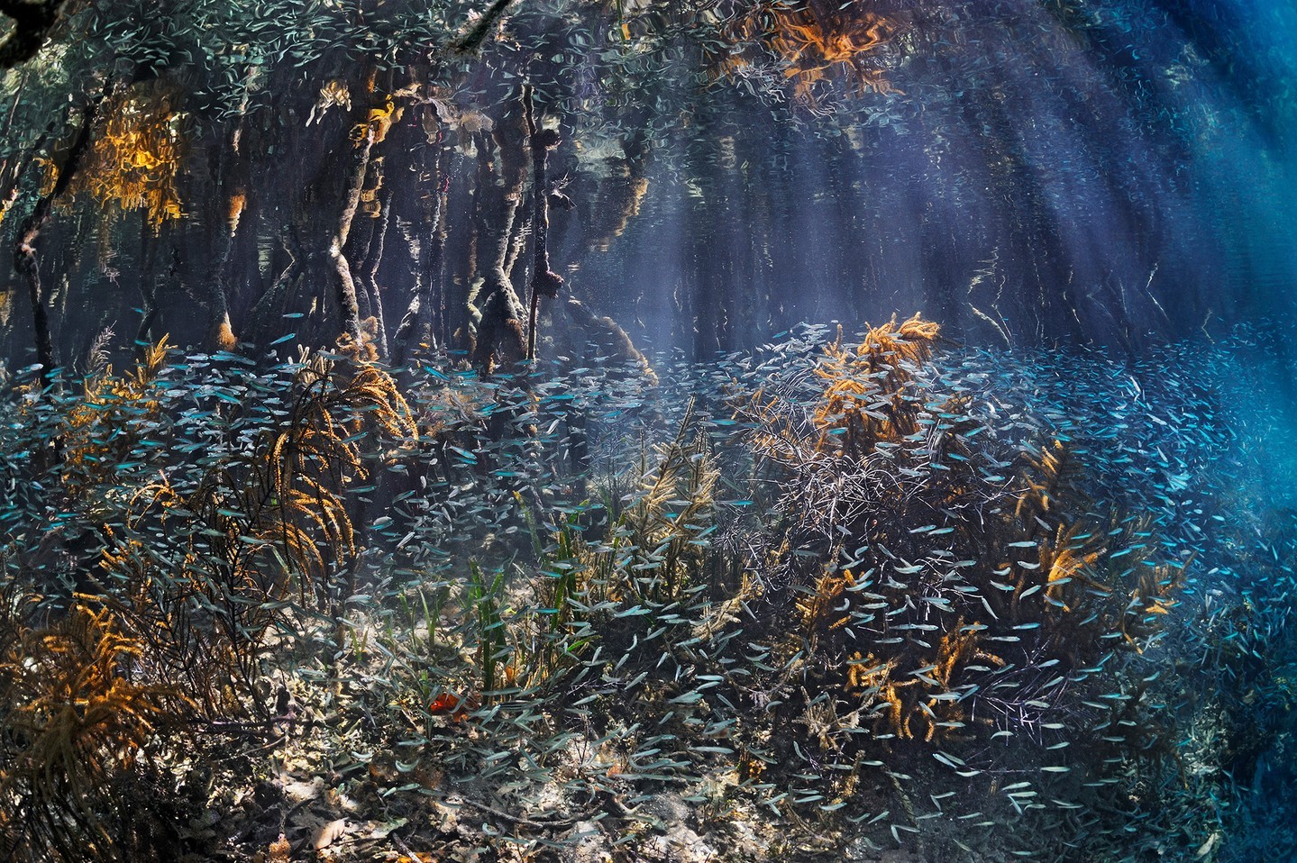 A group of miniscule fish glide in unison through the lush mangrove forests of Belize, creating a mesmerizing sight captured by photographer @brianskerry.  Source : Instagram @natgeo